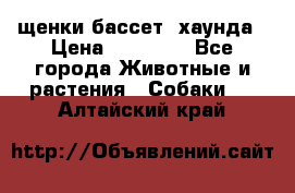 щенки бассет- хаунда › Цена ­ 20 000 - Все города Животные и растения » Собаки   . Алтайский край